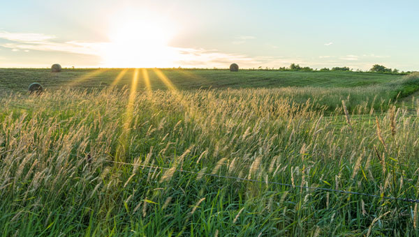 Farmland wheat fields during a sunrise