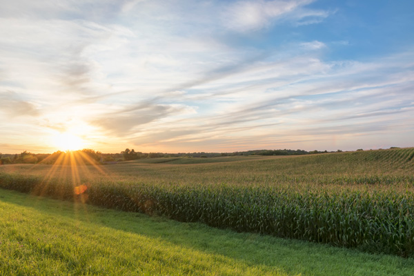 A sunset over expansive Minnesota farmland.